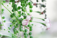 グリーンネックレスの風水的飾り方 人気ある緑の珠状の観葉植物