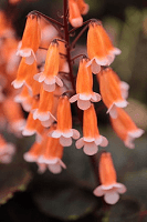 カランコエの風水的飾り方 妊婦さんにおすすめの花