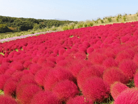 コキアの風水的飾り方 秋に赤く染まる別名ホウキ草の花パワー