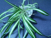 アグラオネマの風水効果 縁起物の観葉植物として人気